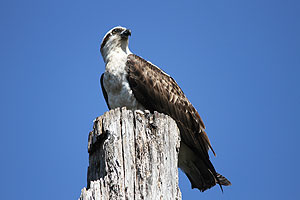 Osprey female