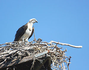 Osprey mum and chick
