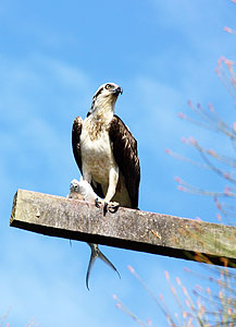 Osprey male