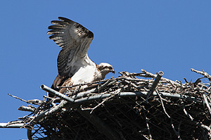 Osprey with chick