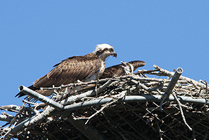 Osprey with chick