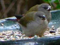 Red-browed Finches (juv)