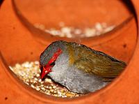 Red-browed Finch (juvenile)