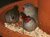 Red-browed Finch (juv)