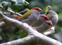 Red-browed finches