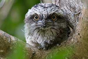 Tawny Frogmouth fledgling