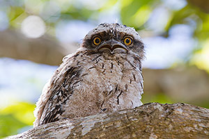 Tawny Frogmouth chick