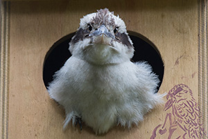 Laughing Kookaburra in nesting box
