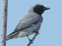 Blackfaced Cuckoo-shrike