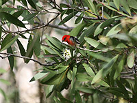 Scarlet Honeyeater