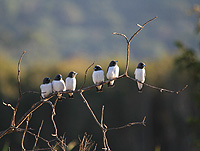 White-breasted Swallows