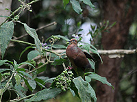 Brown Cuckoo-dove