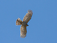 Baza Hawk (juvenile)