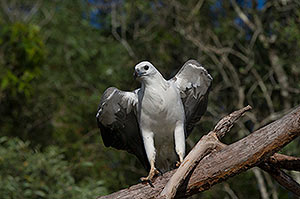 White-bellied Sea-eagles (breeding display)