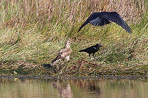 Whistling Kite & Torresian Crows