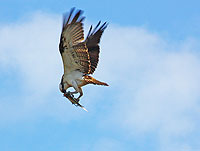 Male Osprey