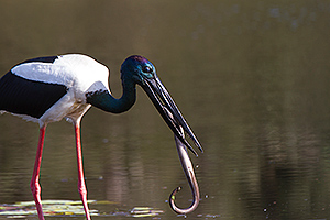Black-necked Stork with a large eel