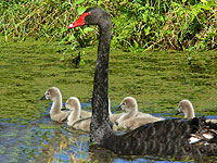 Black Swan cygnets
