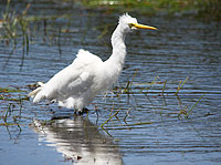Intermediate Egret