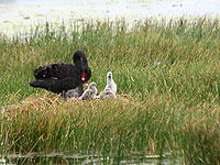 Black Swan nest