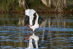 Black-necked Stork dancing