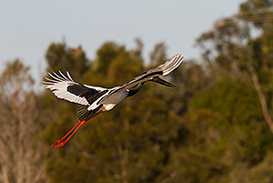 Black-necked Stork 